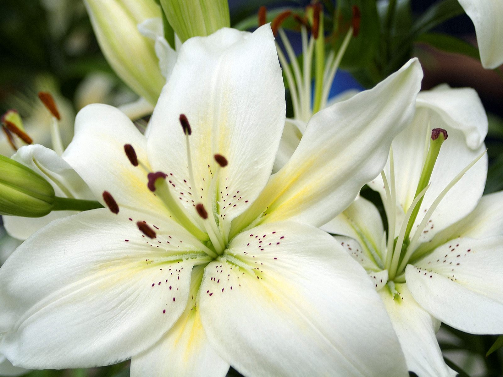 White Lilies