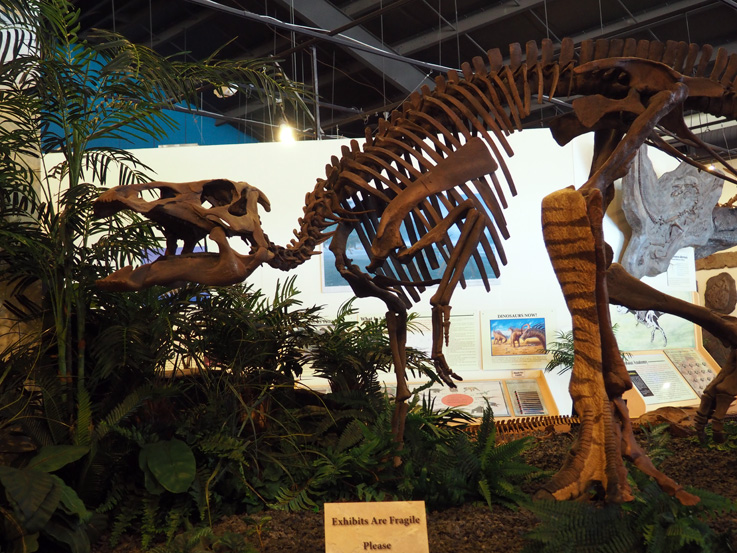 rocky mountain dinosaur museum