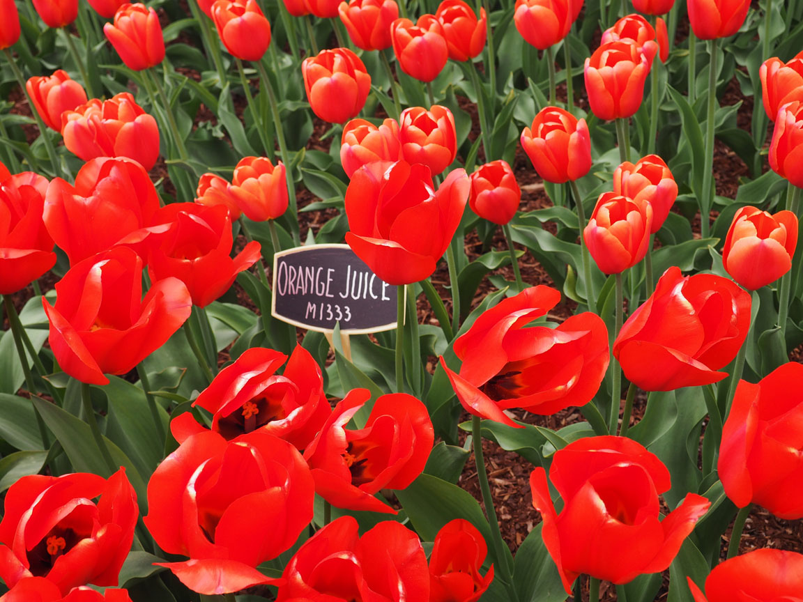 The Mount Vernon Tulip Festival • Mellzah