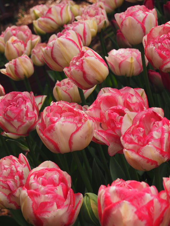 The Mount Vernon Tulip Festival • Mellzah