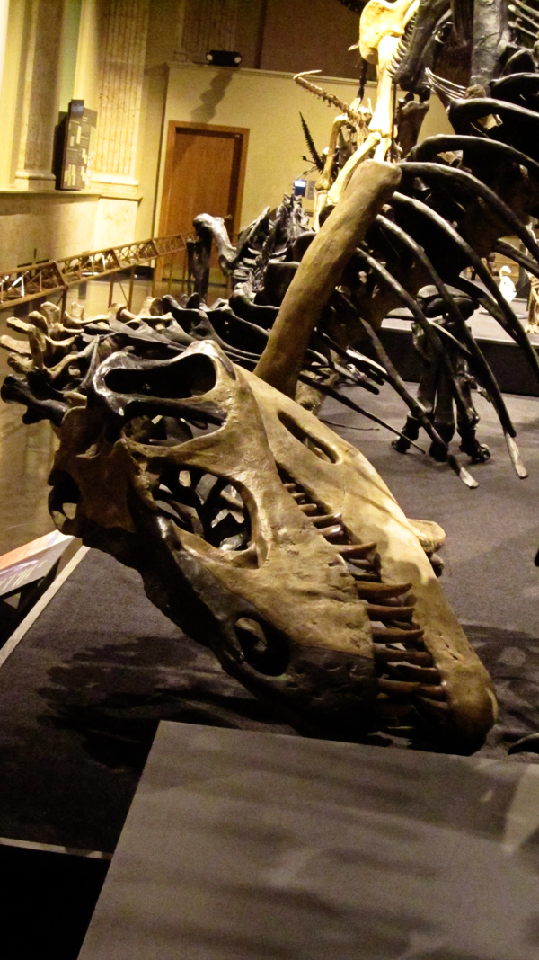 museum of discovery and science dinosaur exhibit