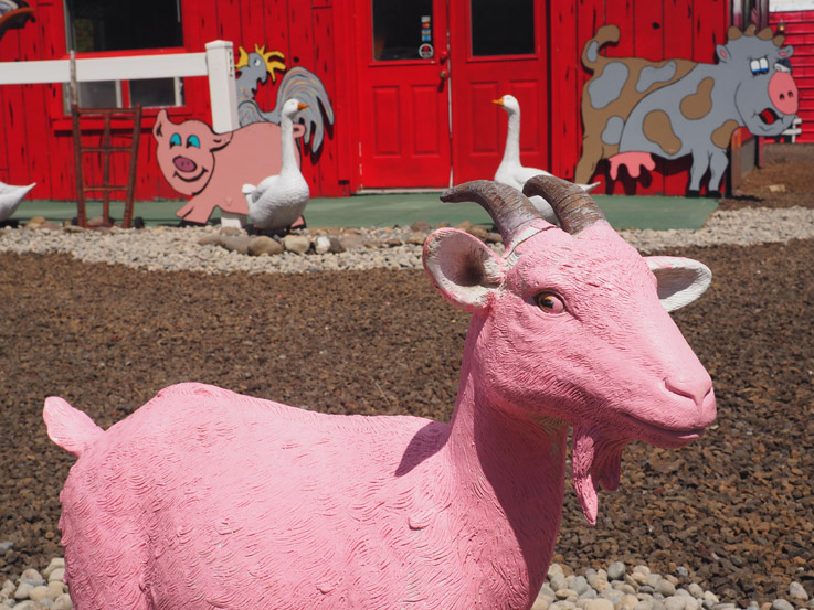 pink-goat.jpg