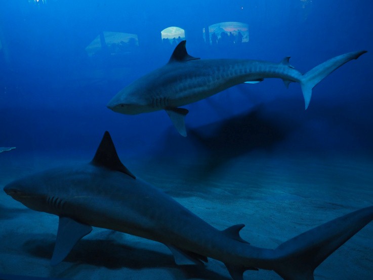 hall of ocean life sharks