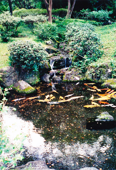 byodo-in temple koi pond