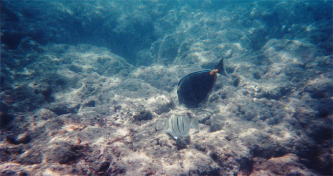 hanauma bay fish