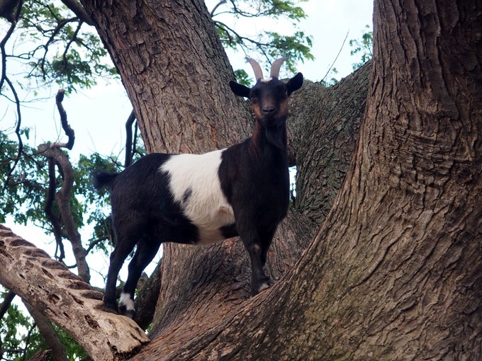 tree goat