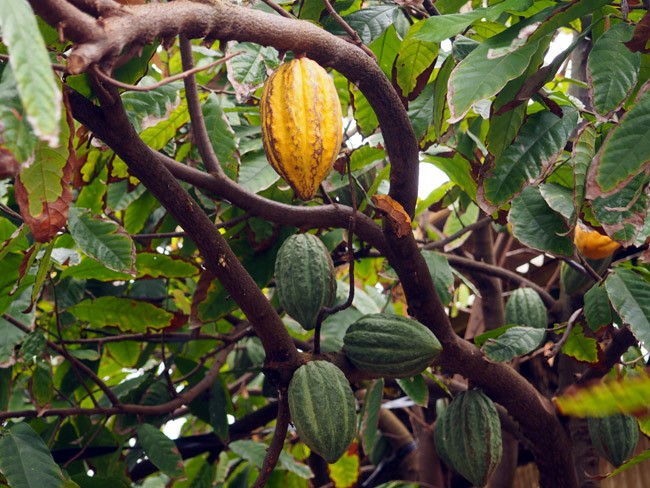 cacao pods tree