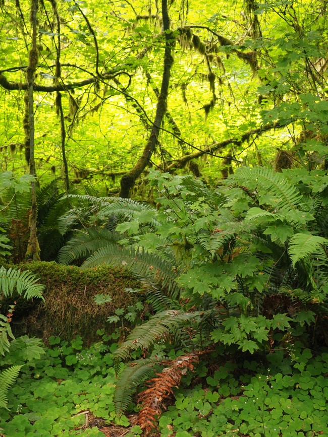 ferns and mosses