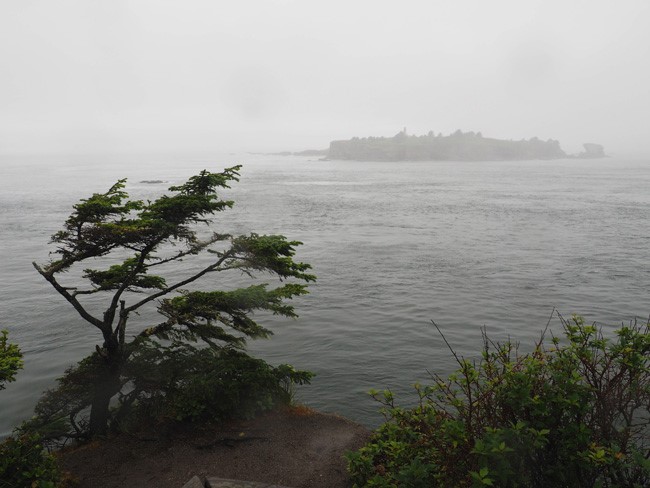 fog and a windswept tree