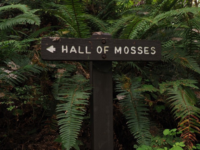 hall of mosses