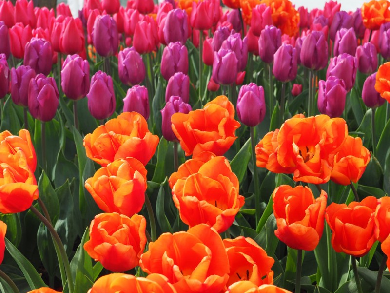 The Mount Vernon Tulip Festival • Mellzah